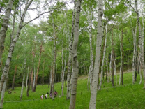 Suzuran Colony (Wild Lily Valley)